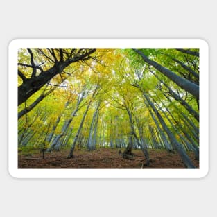 Green beech forest illuminated by the sun, low and wide angle view Sticker